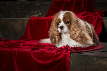 cavalier king charles spaniel studio
