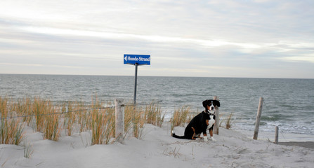 Hundestrand