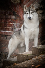 Beautiful husky dog