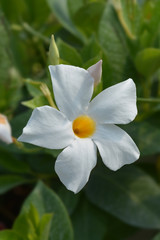 Obraz premium White mandevilla