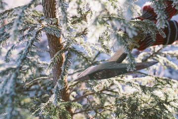Cutting down a christmas tree