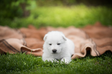 white swiss shepherd small puppy outside