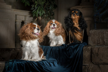 cavalier king charles spaniel studio