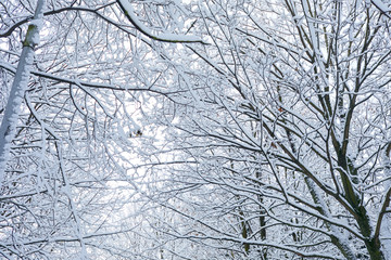 beautiful winter park