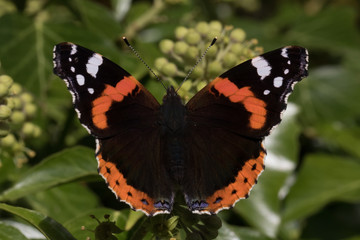 Red Admiral (Vanessa atalanta) At Rest
