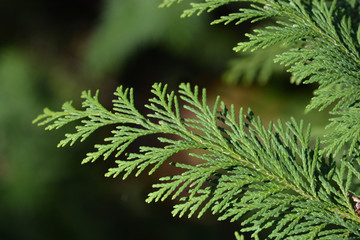 Lawson cypress Kelleris Gold