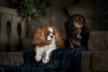 cavalier king charles spaniel studio