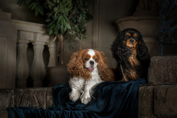 cavalier king charles spaniel studio
