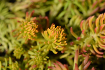 Golden sedum Angelina
