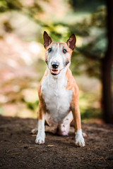 Old miniature bull terrier