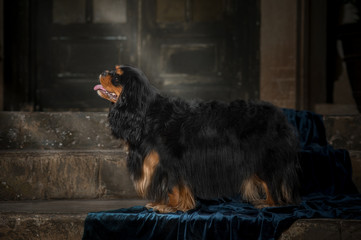 cavalier king charles spaniel studio