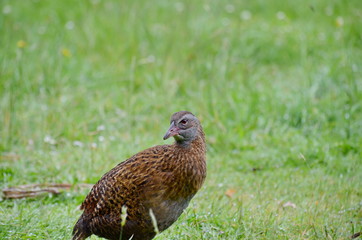 Weka the native bird of New Zealand in the wild.