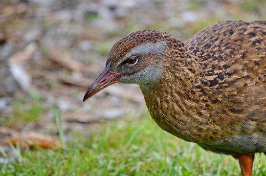 Weka the native bird of New Zealand in the wild.