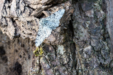 Peppered Moth (Biston betularia) Blending In On Tree Bark