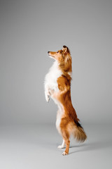 Shetland Sheepdog standing on hind paws on a gray background