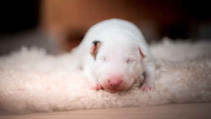 miniature bull terrier small puppy