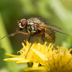 The Yellow Dung Fly (Scathophaga stercoraria) On A Yellow Flower