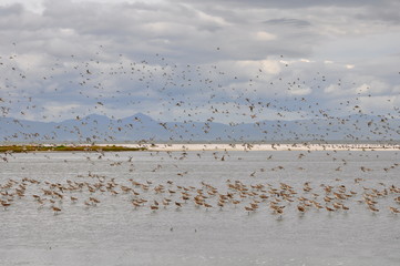 Bar-tailed godwit (Limosa lapponica) in New Zealand