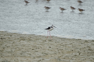 Pied Stilt looking for food