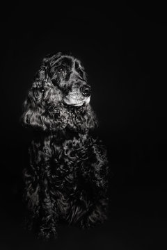 Beautiful old white-haired black spaniel dog portrait on black background