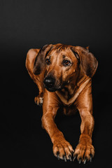 Fototapeta na wymiar Rhodesian ridgeback dog portrait in the studio on a black background