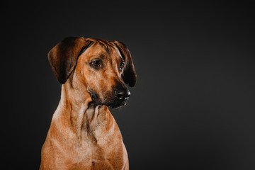 Fototapeta na wymiar Rhodesian ridgeback dog portrait in the studio on a black background