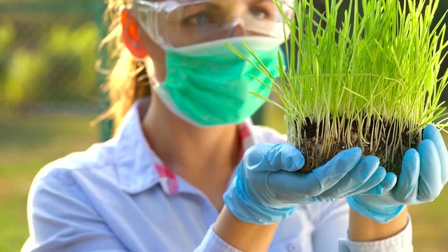 Woman scientist in goggles and a mask examines a sample of soil and plants