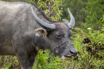 Close up of a water buffalo eating leaves