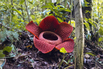 Rafflesia, the biggest flower in the world.