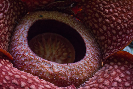 Close-up shot of the Rafflesia flower
