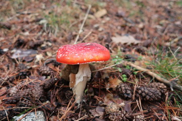 Seta roja