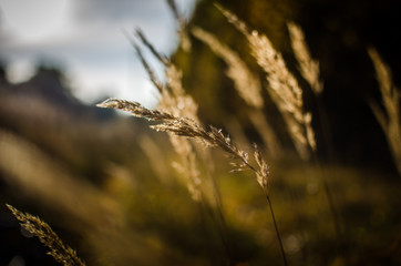 Fototapeta premium Spikelets of grass at dawn in the sun. Spikelets of dry grass in the fall. Grass outdoors in autumn close-up with blurred background