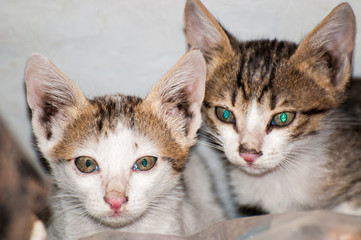 The cute twin kittens 
