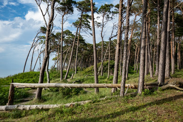 Fototapeta premium Baltic Sea Forest