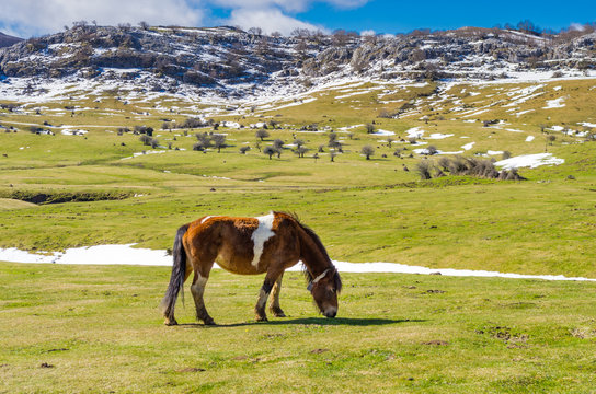 Pottoka horse on a meadow in mount Gorbea in Basque Country