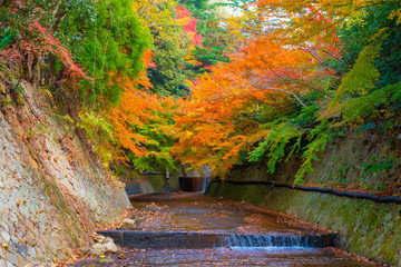 川と紅葉と黄葉