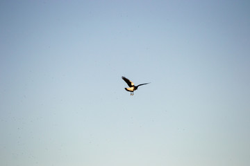 Bird flying eating flys at sunset