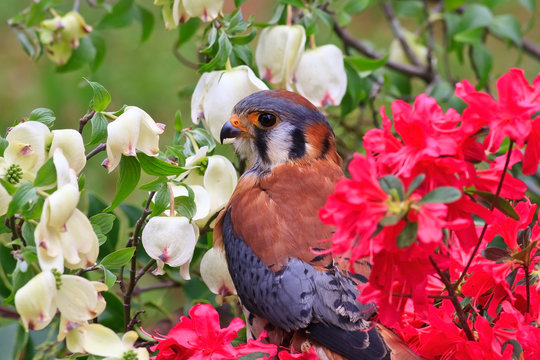 American Kestrel Sitting in the Spring Azaleas