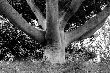 Tree like octopus
