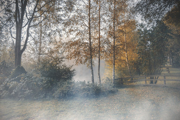 Mystic foggy autumn scene in the garden