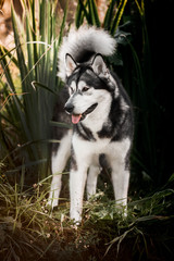 Alaskan malamute in the autumn park