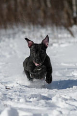active pitbull training