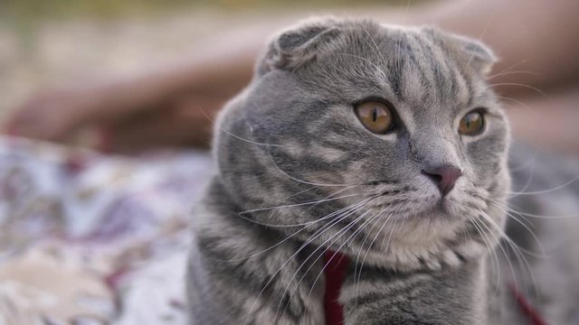 Gorgeous curious scottish fold grey tabby cat on a leash enjoying nature on the green grass warm evening outdoors