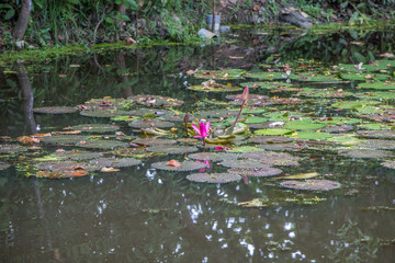 Sunggei Wetland Singapore