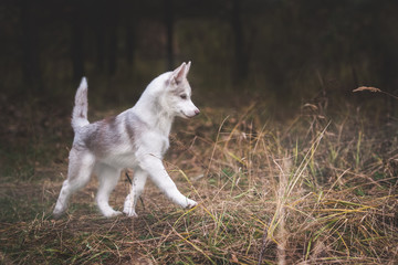 Naklejka na ściany i meble Husky puppy at the forest