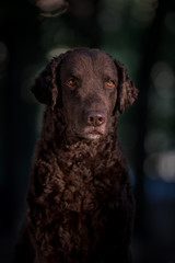 Curly-coated retriever