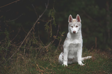 Naklejka na ściany i meble Husky puppy at the forest