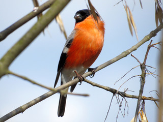 Northern cardinal on a branch