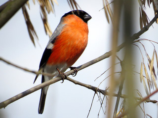 Northern cardinal on a branch