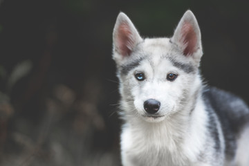 Husky puppy at the forest